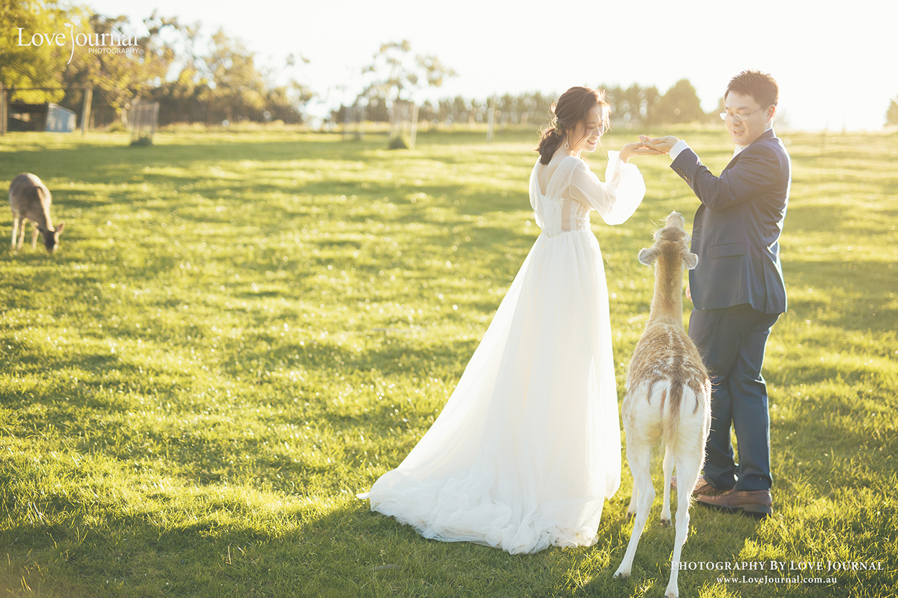 Gum-gully-farm-Deer-farm-pre-wedding-photography