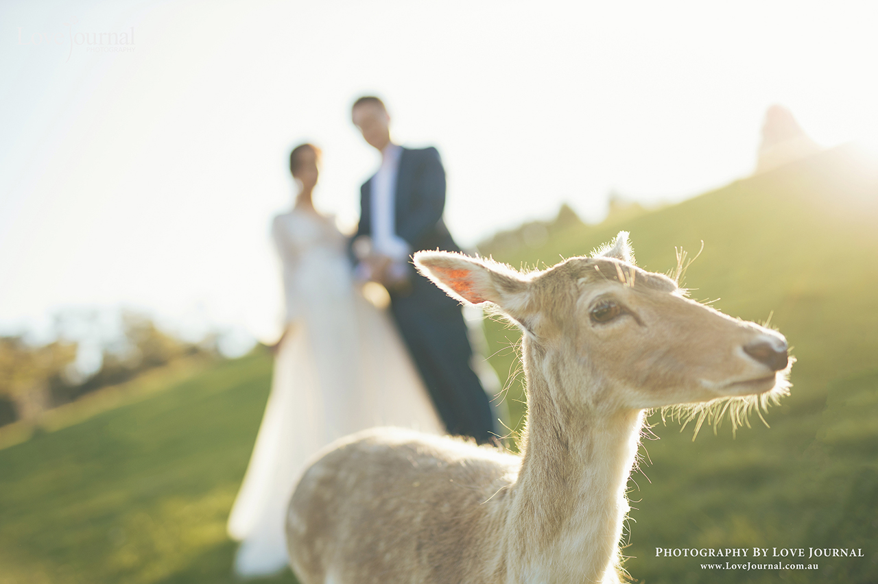 Gum-gully-farm-Deer-farm-pre-wedding-photography