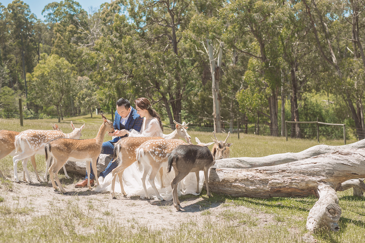 Gum-gully-farm-Deer-farm-pre-wedding-photography